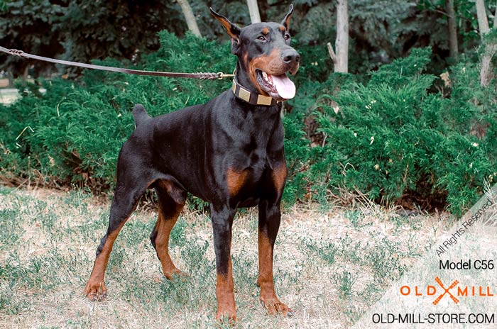 1 1/2 inch wide Leather Collar for Doberman